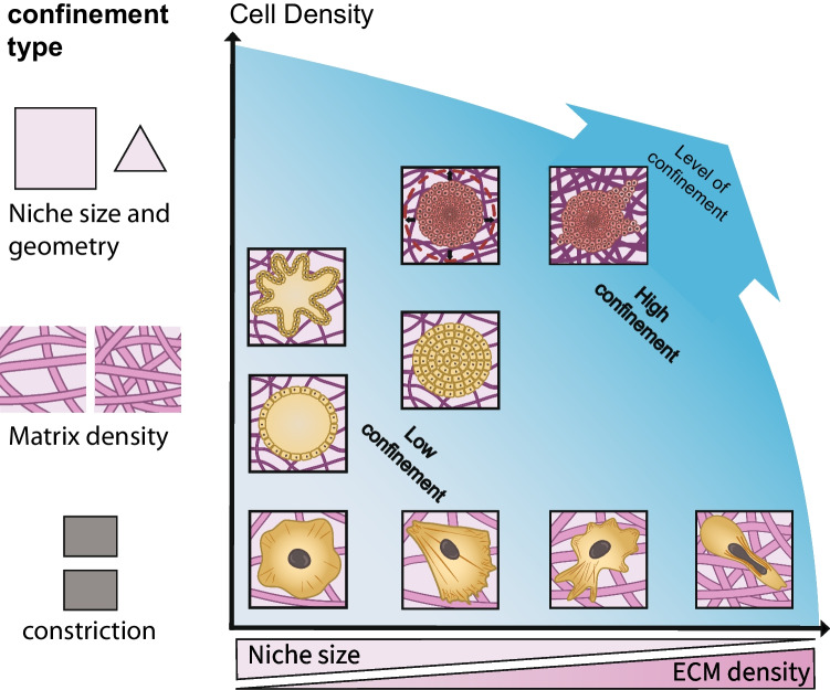 Mechanobiology of 3D cell confinement and extracellular crowding.