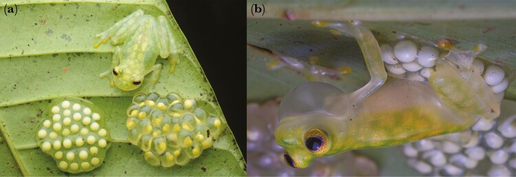 Clutch attendance and call parameters are linked to mating success in a glassfrog with paternal care.