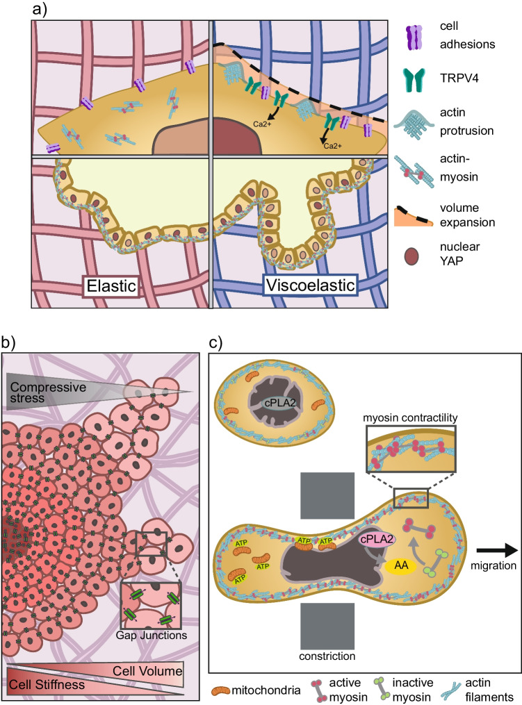 Mechanobiology of 3D cell confinement and extracellular crowding.