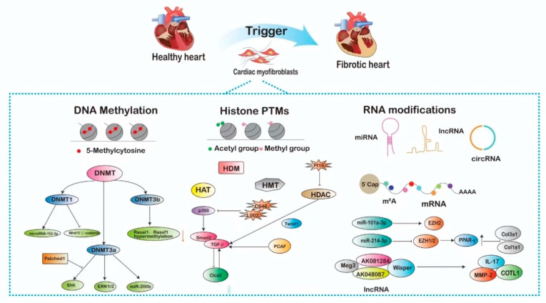 Epigenetic Regulation in Myocardial Fibroblasts and Its Impact on Cardiovascular Diseases.