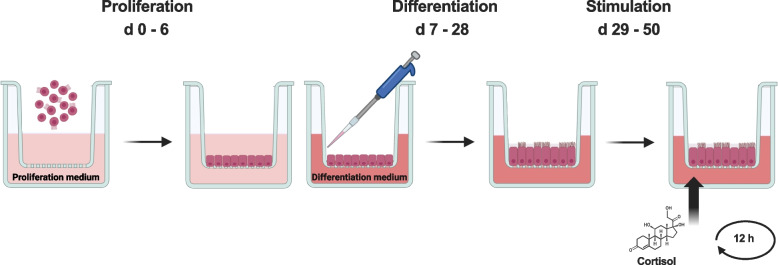 Maternal stress and the early embryonic microenvironment: investigating long-term cortisol effects on bovine oviductal epithelial cells using air-liquid interface culture.