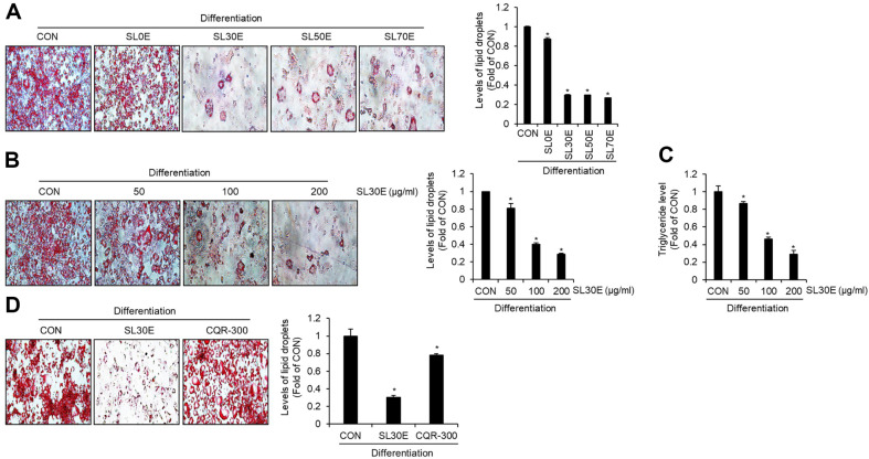 Inhibitory Activity of <i>Sparassis latifolia</i> on the Lipid Accumulation through Suppressing Adipogenesis and Activating Lipolysis in 3T3-L1 Cells.