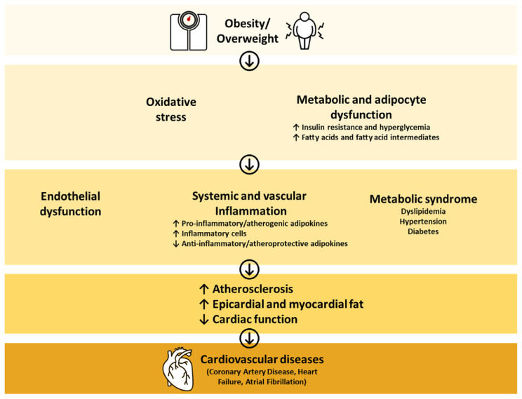 A Saudi Heart Association Position Statement on Obesity and Cardiovascular Disease.