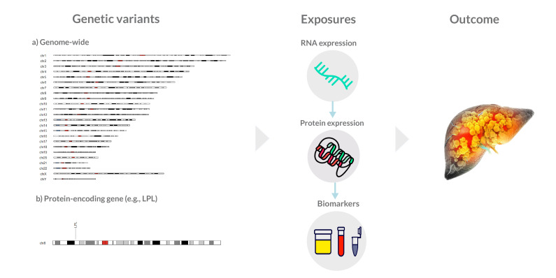 Drug-target Mendelian randomisation applied to metabolic dysfunction-associated steatotic liver disease: opportunities and challenges.