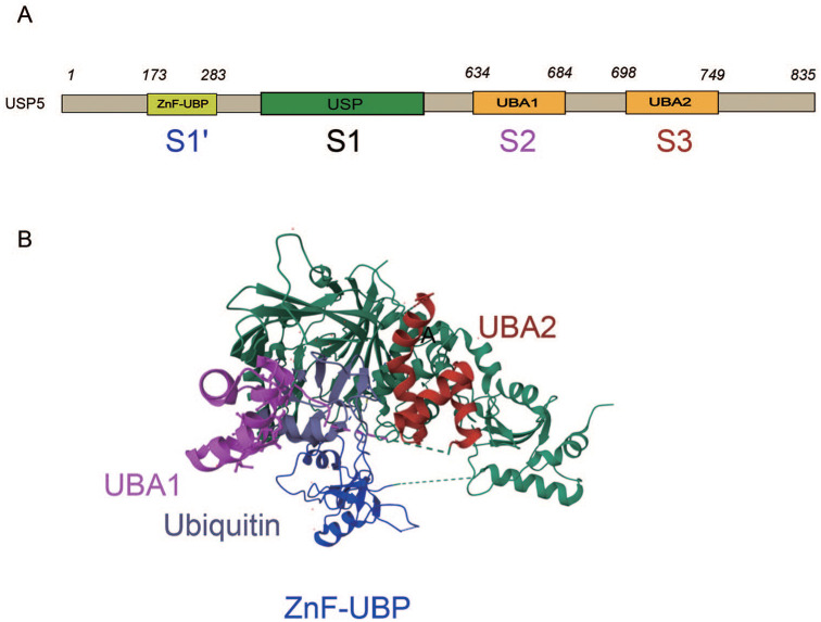 Unraveling the Mechanism of Action of Ubiquitin-Specific Protease 5 and Its Inhibitors in Tumors.