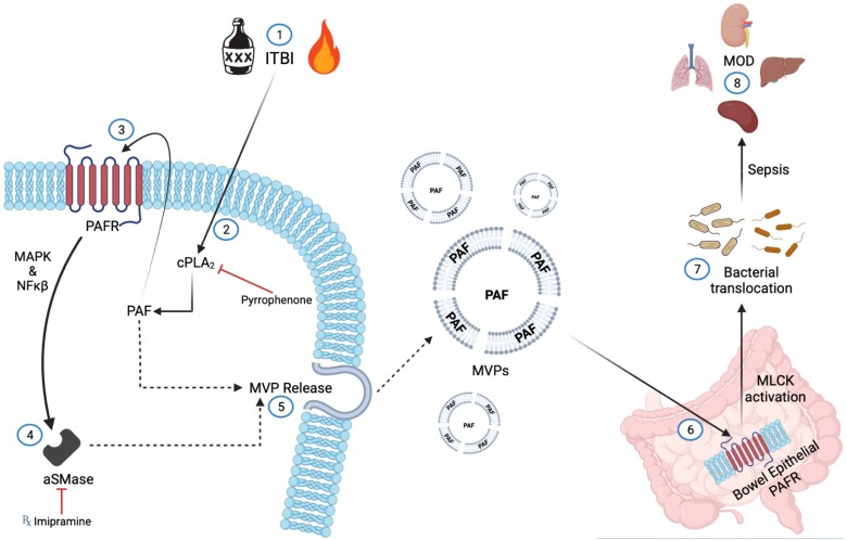 Evidence that keratinocyte microvesicle particles carrying platelet-activating factor mediate the widespread multiorgan damage associated with intoxicated thermal burn injury.