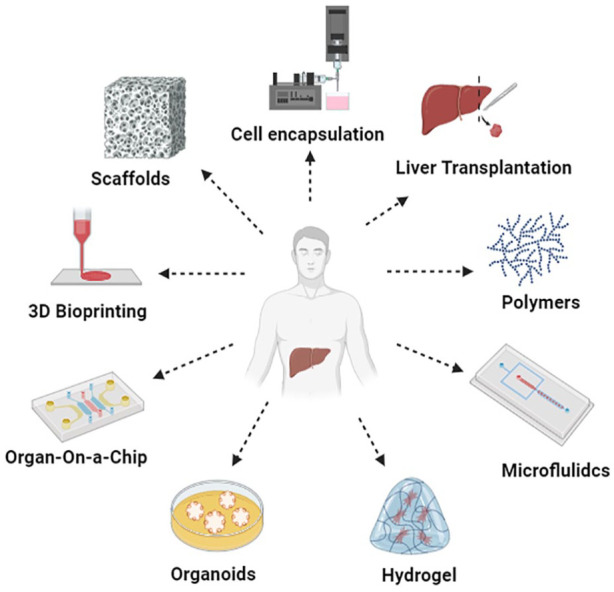 Scaffold-mediated liver regeneration: A comprehensive exploration of current advances.