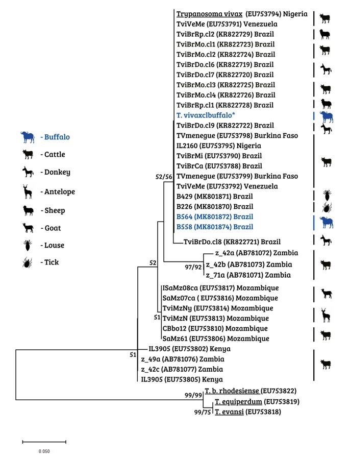 Serological and molecular diagnosis of Trypanosoma vivax on buffalos (Bubalus bubalis) and their ectoparasites in the lowlands of Maranhão, Brazil.