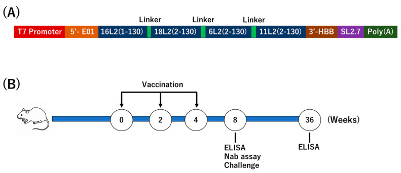 Enhanced Broad-Spectrum Efficacy of an L2-Based mRNA Vaccine Targeting HPV Types 6, 11, 16, 18, with Cross-Protection Against Multiple Additional High-Risk Types.