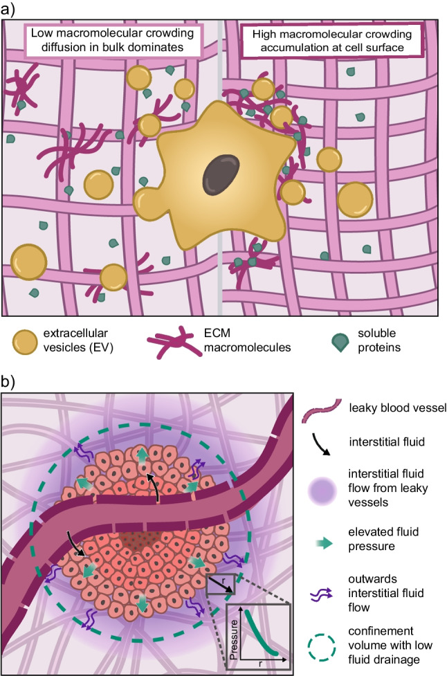 Mechanobiology of 3D cell confinement and extracellular crowding.