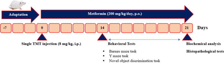 Metformin Mitigates Trimethyltin-Induced Cognition Impairment and Hippocampal Neurodegeneration.