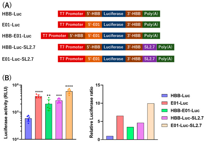 Enhanced Broad-Spectrum Efficacy of an L2-Based mRNA Vaccine Targeting HPV Types 6, 11, 16, 18, with Cross-Protection Against Multiple Additional High-Risk Types.