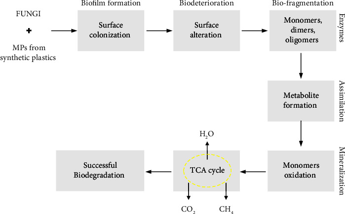 Determination of Biodegradation Potential of <i>Aspergillus niger</i>, <i>Candida albicans</i>, and <i>Acremonium sclerotigenum</i> on Polyethylene, Polyethylene Terephthalate, and Polystyrene Microplastics.