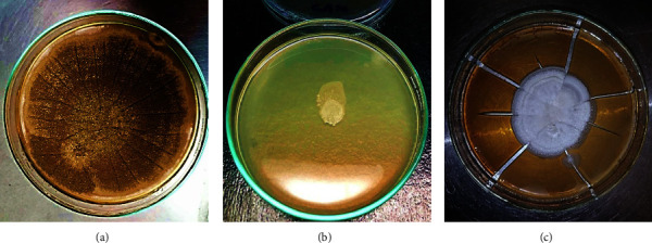 Determination of Biodegradation Potential of <i>Aspergillus niger</i>, <i>Candida albicans</i>, and <i>Acremonium sclerotigenum</i> on Polyethylene, Polyethylene Terephthalate, and Polystyrene Microplastics.