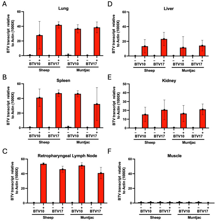 Immunological and Pathogenic Differences of Two Experimental Bluetongue Virus Serotype Infections Evaluated in Two Disparate Host Species.
