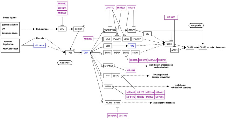 Epigenetic frontiers: miRNAs, long non-coding RNAs and nanomaterials are pioneering to cancer therapy.