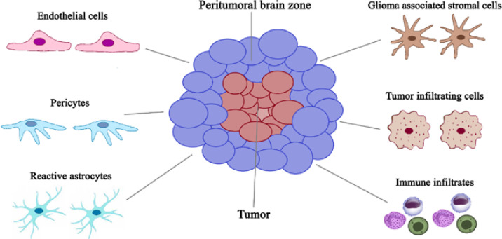 The peritumoral brain zone in glioblastoma: a review of the pretreatment approach.