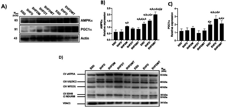 Sedentary Lifestyles and a Hypercaloric Diets During Middle Age, are Binomial Conducive to Fatal Progression, That is Counteracted by the Hormetic Treatment of Exercise, Metformin, and Tert-Butyl Hydroquinone: An Analysis of Female Middle-Aged Rat Liver Mitochondria.
