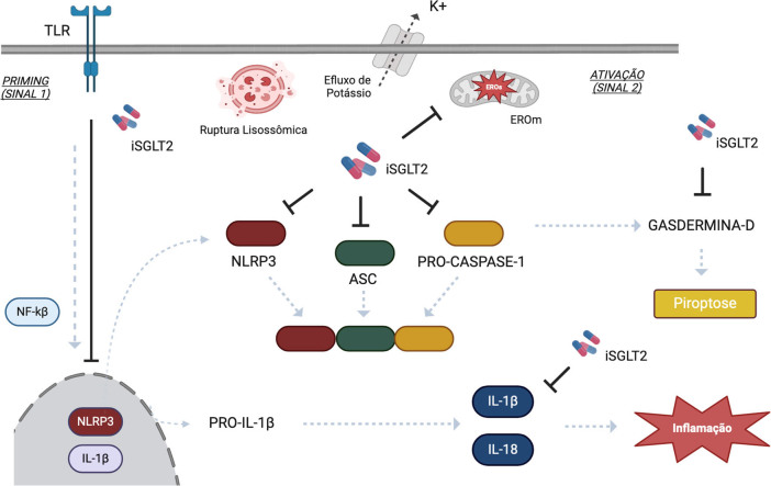 SGLT2 inhibitors and NLRP3 inflammasome: potential target in diabetic kidney disease.