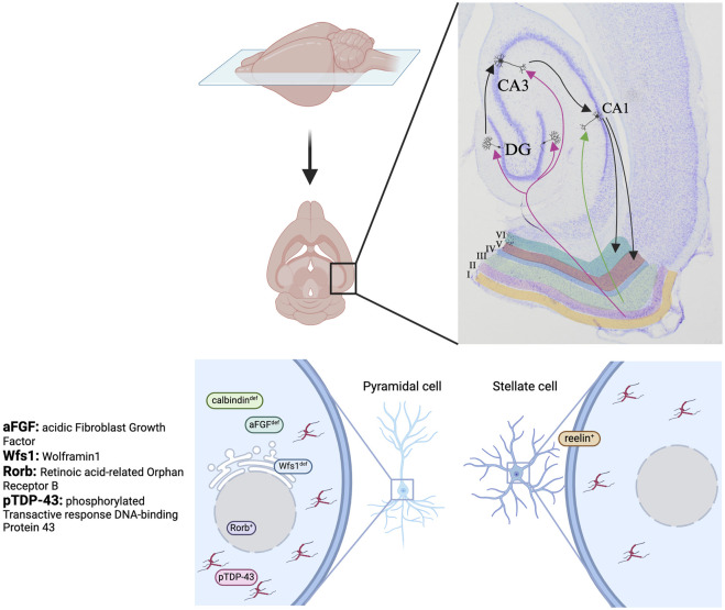 Neuronal Vulnerability of the Entorhinal Cortex to Tau Pathology in Alzheimer's Disease.