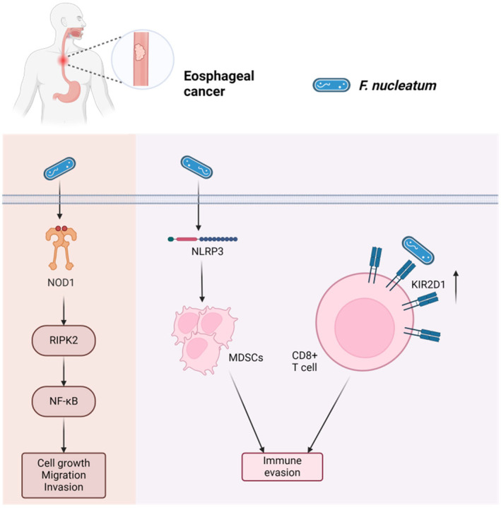Periodontal pathogens and cancer development.