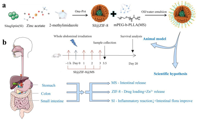 Metal-organic-framework-based sitagliptin-release platform for multieffective radiation-induced intestinal injury targeting therapy and intestinal flora protective capabilities.