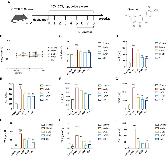 Quercetin alleviates liver fibrosis via regulating glycolysis of liver sinusoidal endothelial cells and neutrophil infiltration.