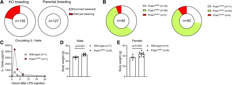 Ablation of PC1/3 in POMC-Expressing Tissues but Not in Immune Cells Induces Sepsis Hypersensitivity.