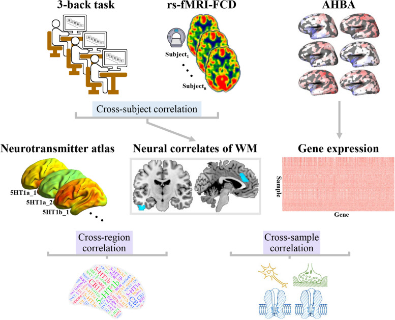Molecular mechanisms underlying the neural correlates of working memory.