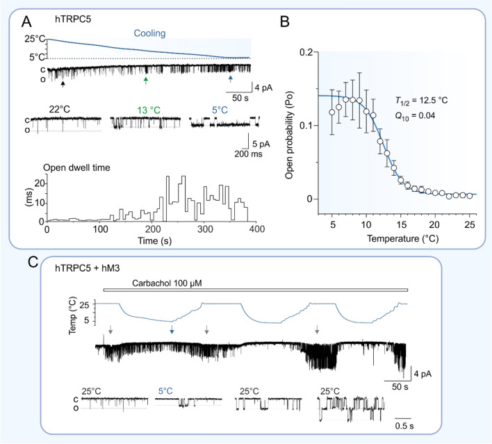 Thermosensing ability of TRPC5: current knowledge and unsettled questions.