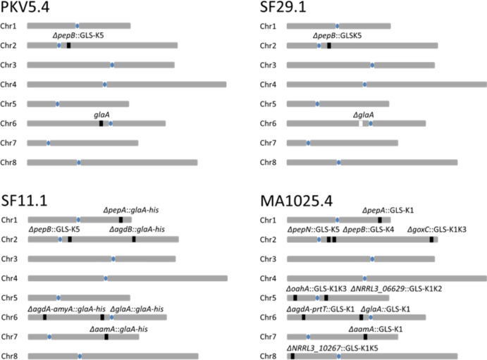 Competition between homologous chromosomal DNA and exogenous donor DNA to repair CRISPR/Cas9-induced double-strand breaks in Aspergillus  niger.