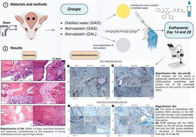 Effect of local and systemic administration of atorvastatin for improving bone healing on critical defects.