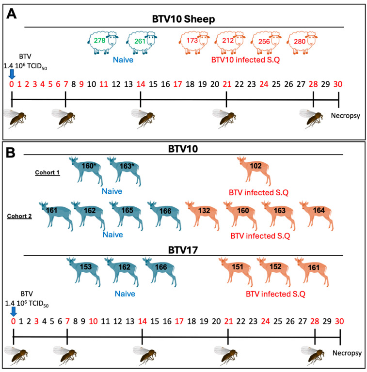 Immunological and Pathogenic Differences of Two Experimental Bluetongue Virus Serotype Infections Evaluated in Two Disparate Host Species.