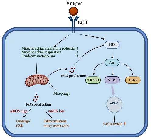 Mitochondrial Quality Control Orchestrates the Symphony of B Cells and Plays Critical Roles in B Cell-Related Diseases.