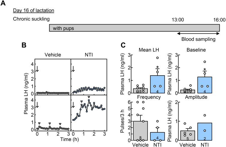 Central δ/κ opioid receptor signaling pathways mediate chronic and/or acute suckling-induced LH suppression in rats during late lactation.