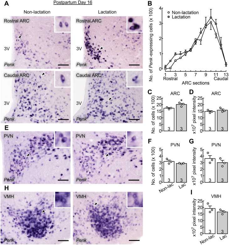 Central δ/κ opioid receptor signaling pathways mediate chronic and/or acute suckling-induced LH suppression in rats during late lactation.