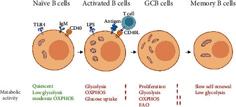 Mitochondrial Quality Control Orchestrates the Symphony of B Cells and Plays Critical Roles in B Cell-Related Diseases.