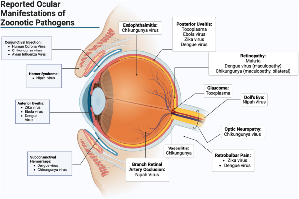 Emerging Infectious Diseases and the Eye: Ophthalmic Manifestations, Pathogenesis, and One Health Perspectives.