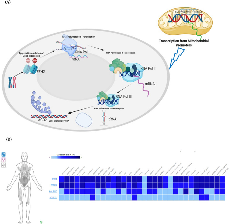 Epigenetic frontiers: miRNAs, long non-coding RNAs and nanomaterials are pioneering to cancer therapy.