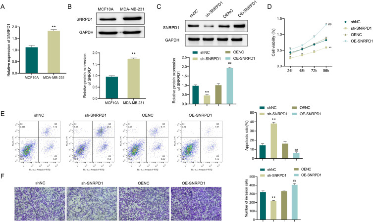 The Potential Role of SNRPD1 Stabilized by IGF2BP2 in the Progression of Triple-Negative Breast Cancer.