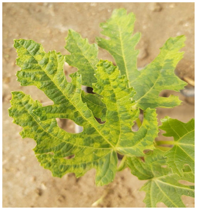 High-Throughput Sequencing Identified Multiple Fig Viruses and Viroids Associated with Fig Mosaic Disease in Iraq.