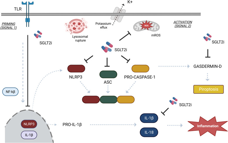 SGLT2 inhibitors and NLRP3 inflammasome: potential target in diabetic kidney disease.
