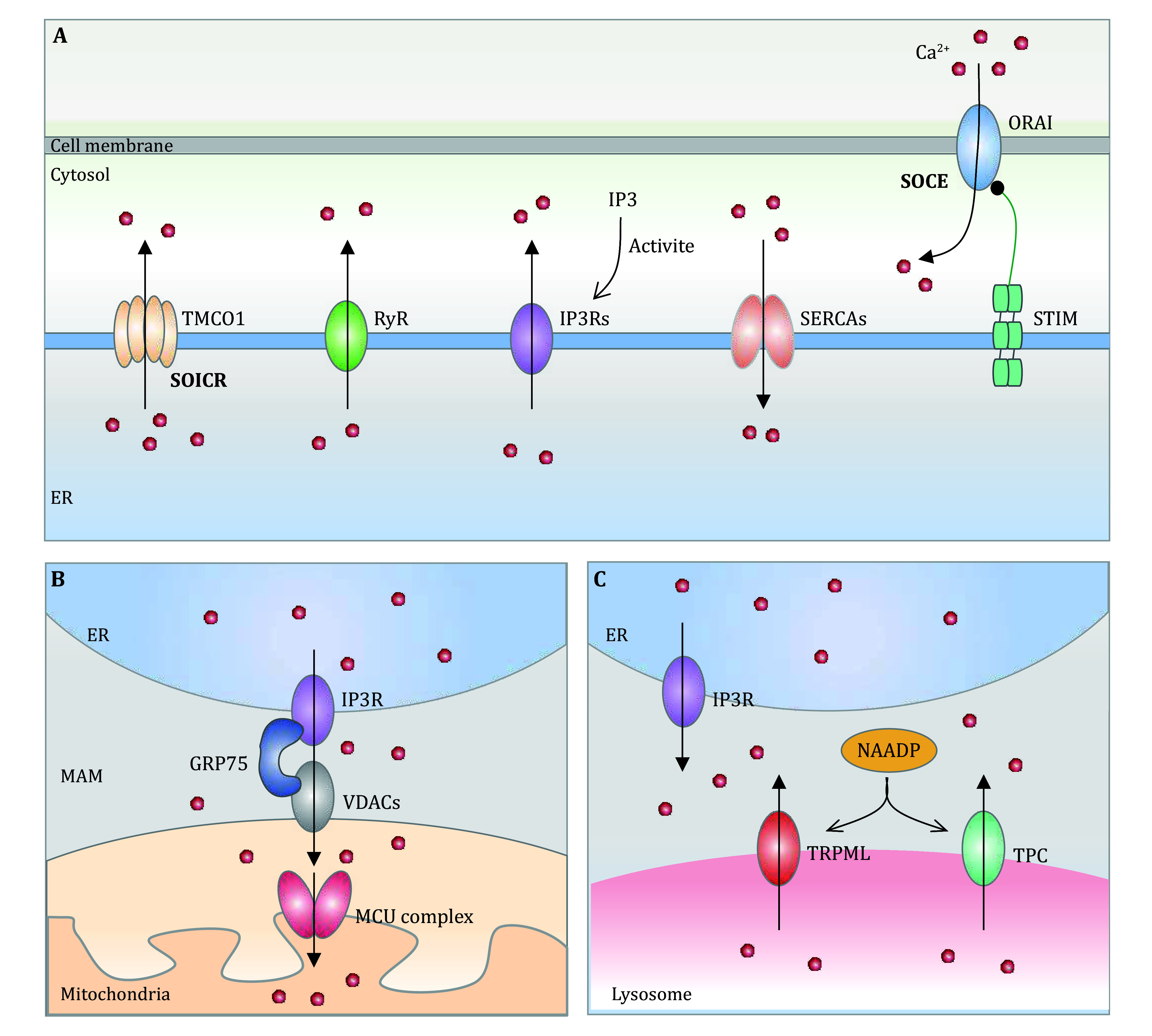 Ca<sup>2+</sup> homeostasis: a potential target for cancer therapies.