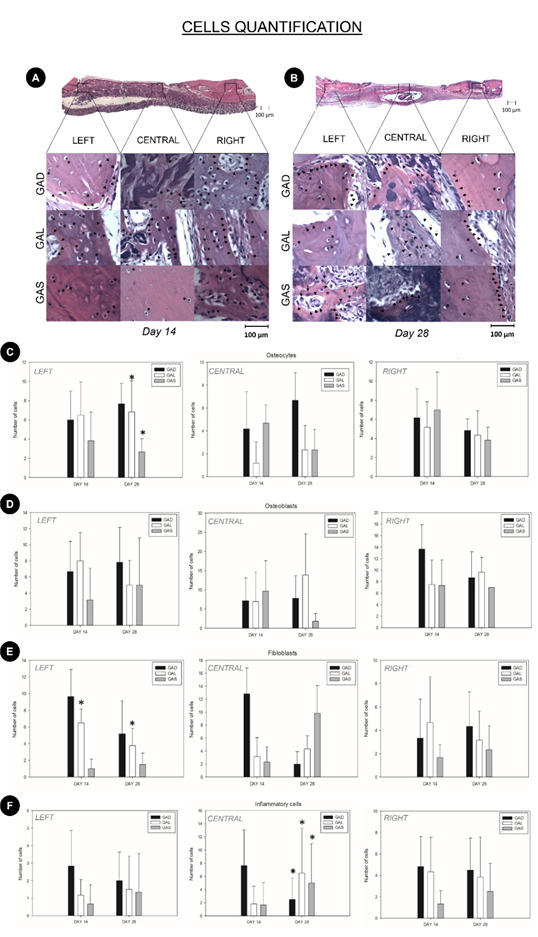 Effect of local and systemic administration of atorvastatin for improving bone healing on critical defects.