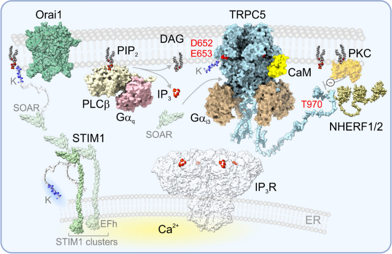 Thermosensing ability of TRPC5: current knowledge and unsettled questions.