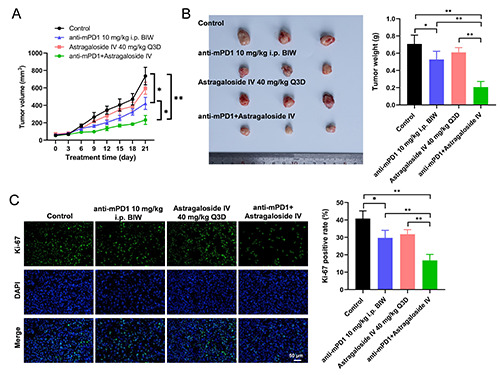 Astragaloside IV augments anti-PD-1 therapy to suppress tumor growth in lung cancer by remodeling the tumor microenvironment.