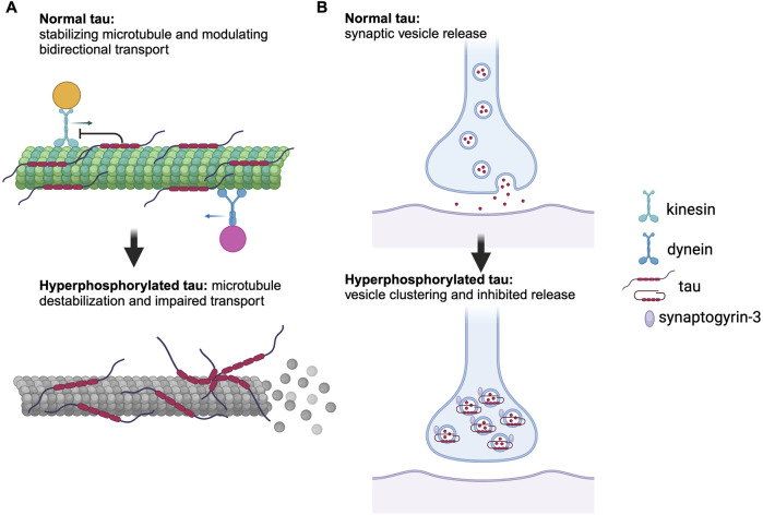Neuronal Vulnerability of the Entorhinal Cortex to Tau Pathology in Alzheimer's Disease.
