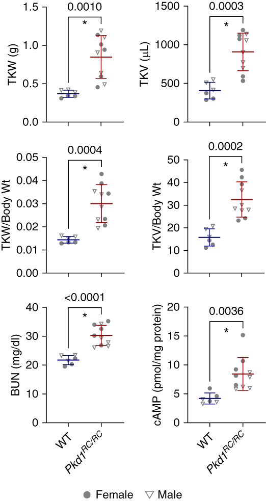 Robotic Ultrasound and Novel Collagen Analyses for Polycystic Kidney Disease Research Using Mice.