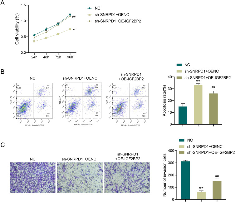 The Potential Role of SNRPD1 Stabilized by IGF2BP2 in the Progression of Triple-Negative Breast Cancer.