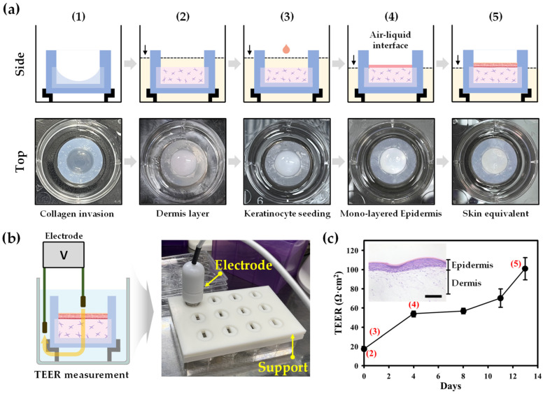 Tailored 3D Agarose-Well Integrated with Human Skin Equivalents for Enhanced Skin Penetration Assessment.